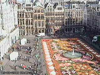 Flower carpet web cam Brussels
